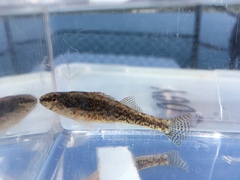 Etheostoma exile