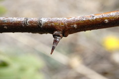 Crataegus karadaghensis