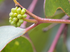 Eucalyptus baxteri