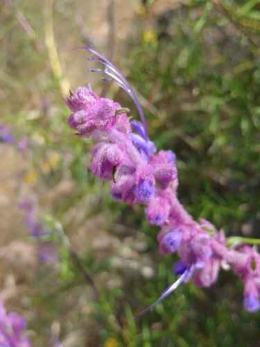 iNaturalist observation photo of woolly bluecurls