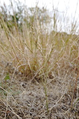 Bufonia parviflora