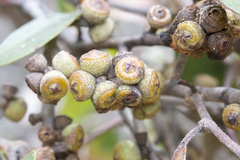 Eucalyptus baxteri
