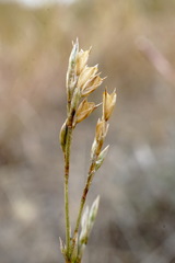 Bufonia parviflora