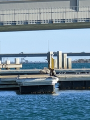 Anhinga novaehollandiae