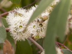 Eucalyptus baxteri