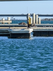 Anhinga novaehollandiae