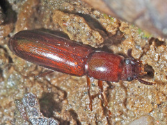 Corticeus