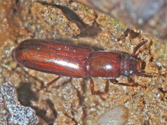 Corticeus