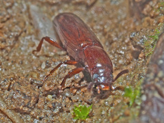 Corticeus