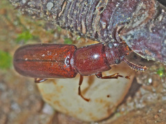 Corticeus