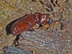 Corticeus