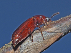 Corticeus