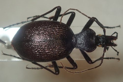 Cychrus Rufus Cychrus grajus · iNaturalist