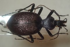 Cychrus grajus