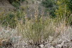 Stachys angustifolia