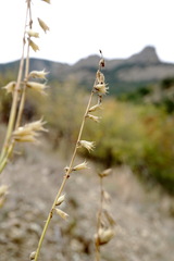 Stachys angustifolia