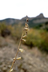 Stachys angustifolia