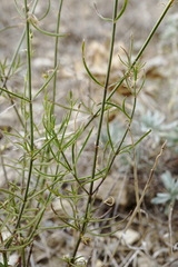 Stachys angustifolia