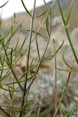 Stachys angustifolia