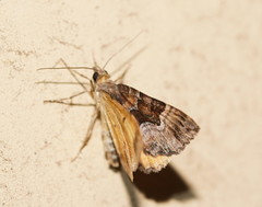 Chrysolarentia lucidulata