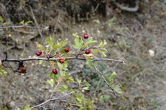 Crataegus karadaghensis