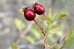 Crataegus karadaghensis
