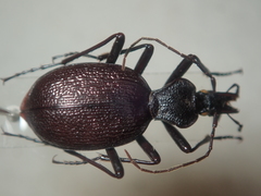 Cychrus grajus