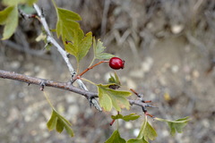 Crataegus karadaghensis