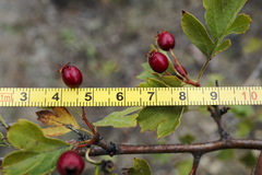 Crataegus karadaghensis