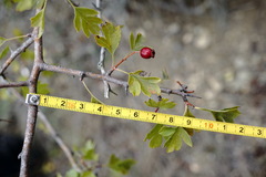 Crataegus karadaghensis