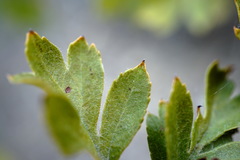 Crataegus karadaghensis