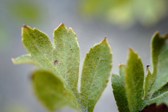 Crataegus karadaghensis