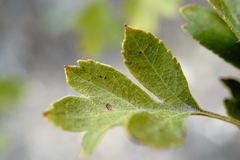 Crataegus karadaghensis
