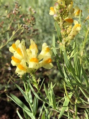 Linaria acutiloba