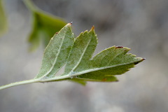 Crataegus karadaghensis