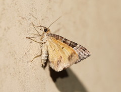 Chrysolarentia lucidulata