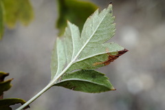 Crataegus karadaghensis