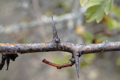 Crataegus karadaghensis