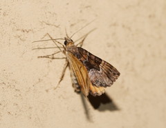 Chrysolarentia lucidulata