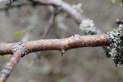 Crataegus karadaghensis