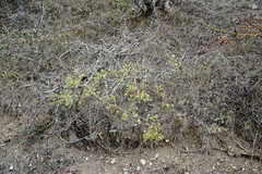 Crataegus karadaghensis