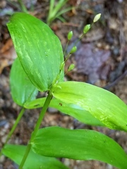 Dichanthelium latifolium