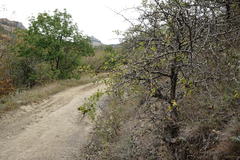 Crataegus karadaghensis