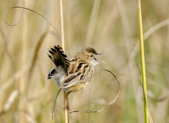 Cisticola juncidis