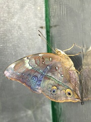 Doleschallia bisaltide pratipa