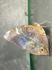 Doleschallia bisaltide pratipa