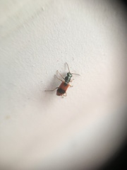 Anthocomus equestris