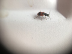 Anthocomus equestris