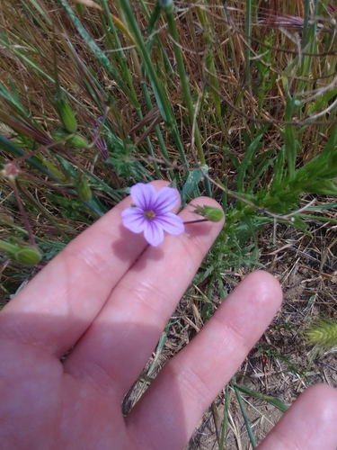 iNaturalist observation photo of Mediterranean Stork's-bill