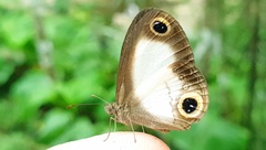 Acrophtalmia luzonica